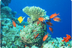 海中の珊瑚や貝殻